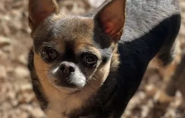 Pepa femelle type chihuahua typé russe 