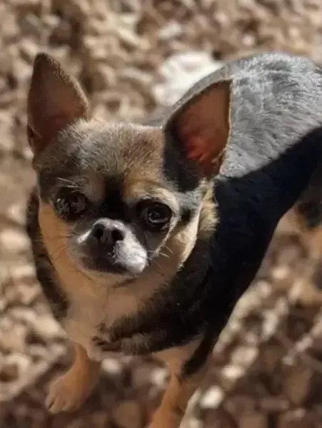 Pepa femelle type chihuahua typé russe